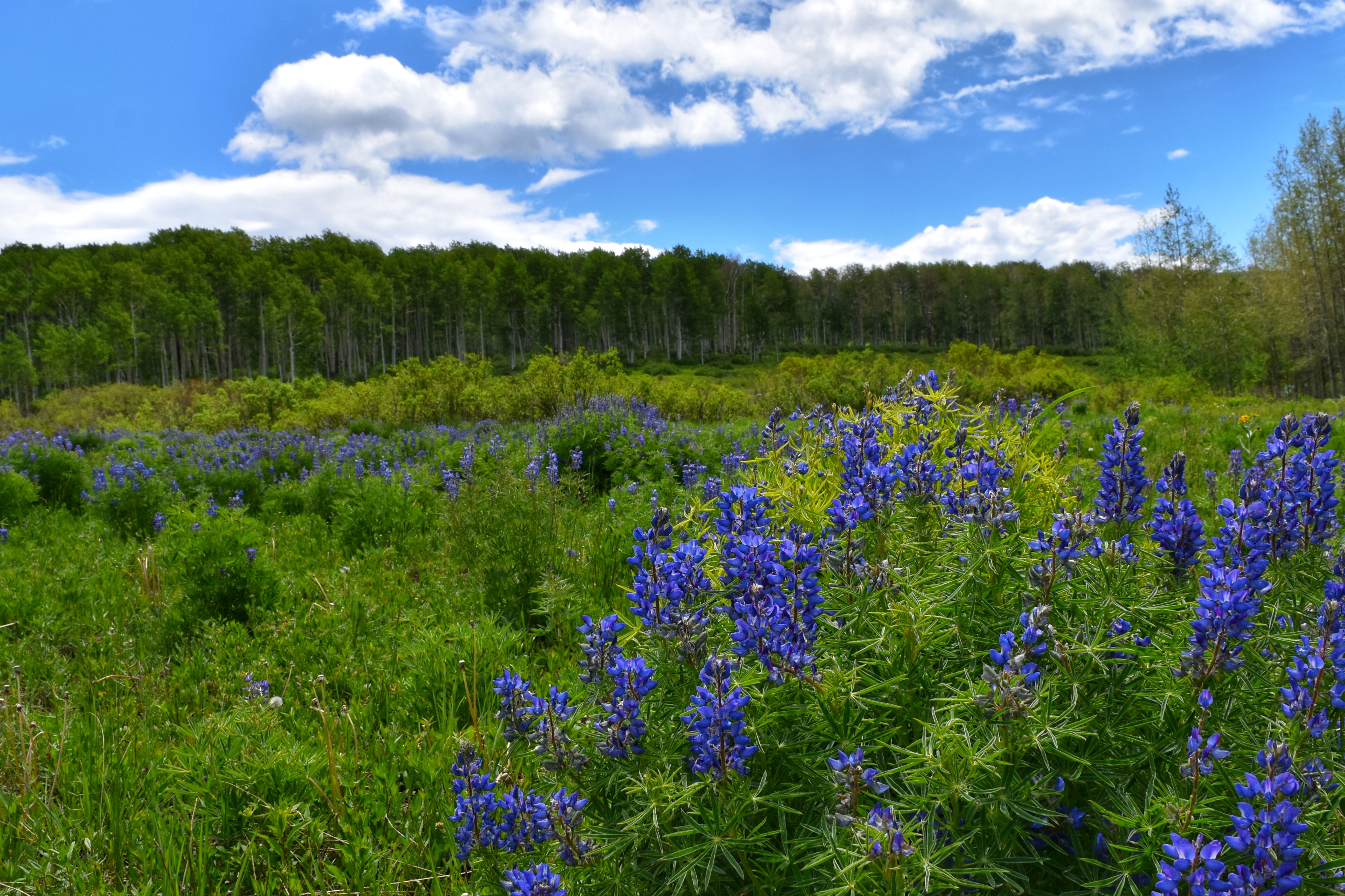 Larkspur Meadow by Kathy McCabe