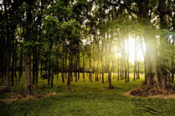 Orchard Sunset