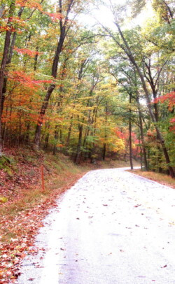 Fall Road