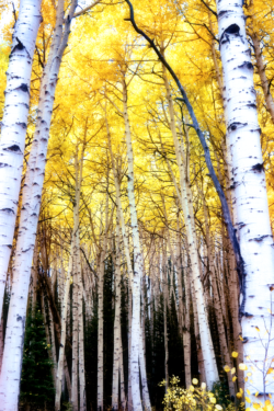 Aspen Canopy