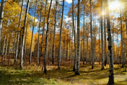 Sunset in the Aspens