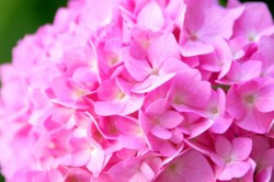 Pinks by Kathy McCabe
