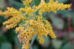 Goldenrod