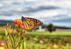 Monarch on Fall Flowers