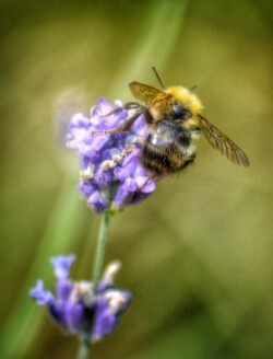 Bee and Lavender