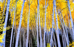 Aspens in the Fall