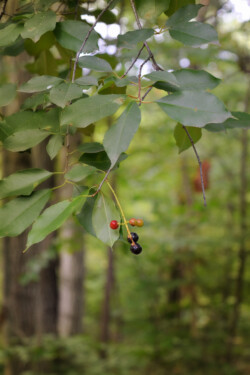 Black Cherry Tree