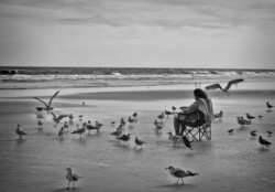 Feeding the Birds