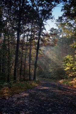 Sunbeams in the Forest