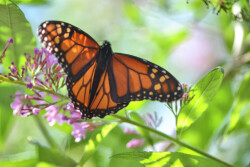Monarch
