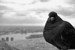 My Perch