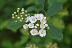 Elm Leaf Spiraea