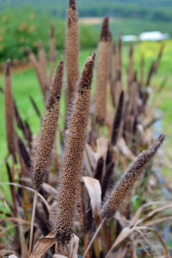 Cattails by Kathy McCabe
