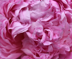 Close to Peony by Kathy McCabe