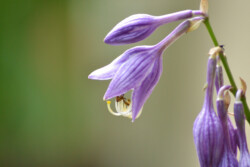 Hosta lancifolia by Kathy McCabe