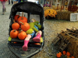 Punkin Harvest by Kathy McCabe