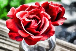 Watercolor Roses by Kathy McCabe