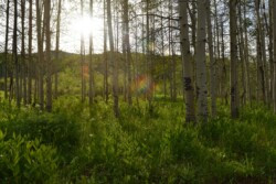 Lens Flare through the Aspens by Kathy McCabe