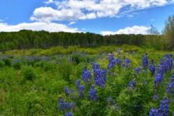 Silky Lupine Meadow by Kathy McCabe