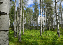 Afternoon in the Aspens by Kathy McCabe