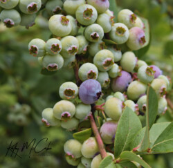 Just Before Blue by Kathy McCabe
