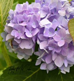 Hydrangea by Kathy McCabe