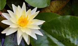 Water Lily by Kathy McCabe