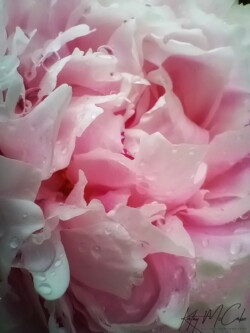 Raindrops on peony.