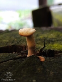 Baby Gymnopilus luteus mushroom
