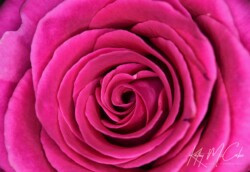 rose, macro, magenta, pink