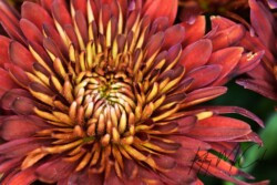 zinnea, fall colors, pollen on petals, Kathy McCabe