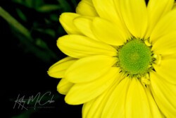Chrysanthemum, yellow, sunny yellow, cheerful, Kathy McCabe