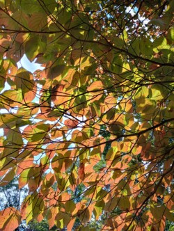 Autumn Under the Dogwood Tree by Kathy McCabe