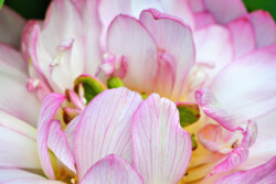 Up Close Lotus by Kathy McCabe